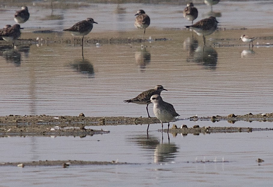 American Golden-Plover - ML45587951