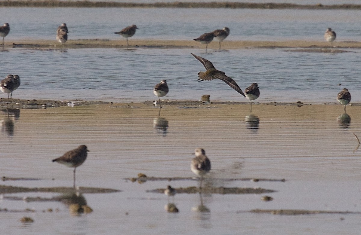 American Golden-Plover - ML45587961