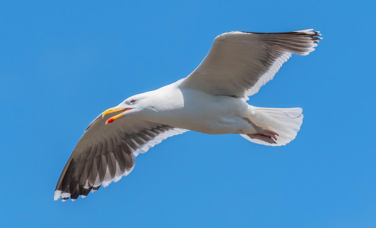 Herring Gull - ML455880161