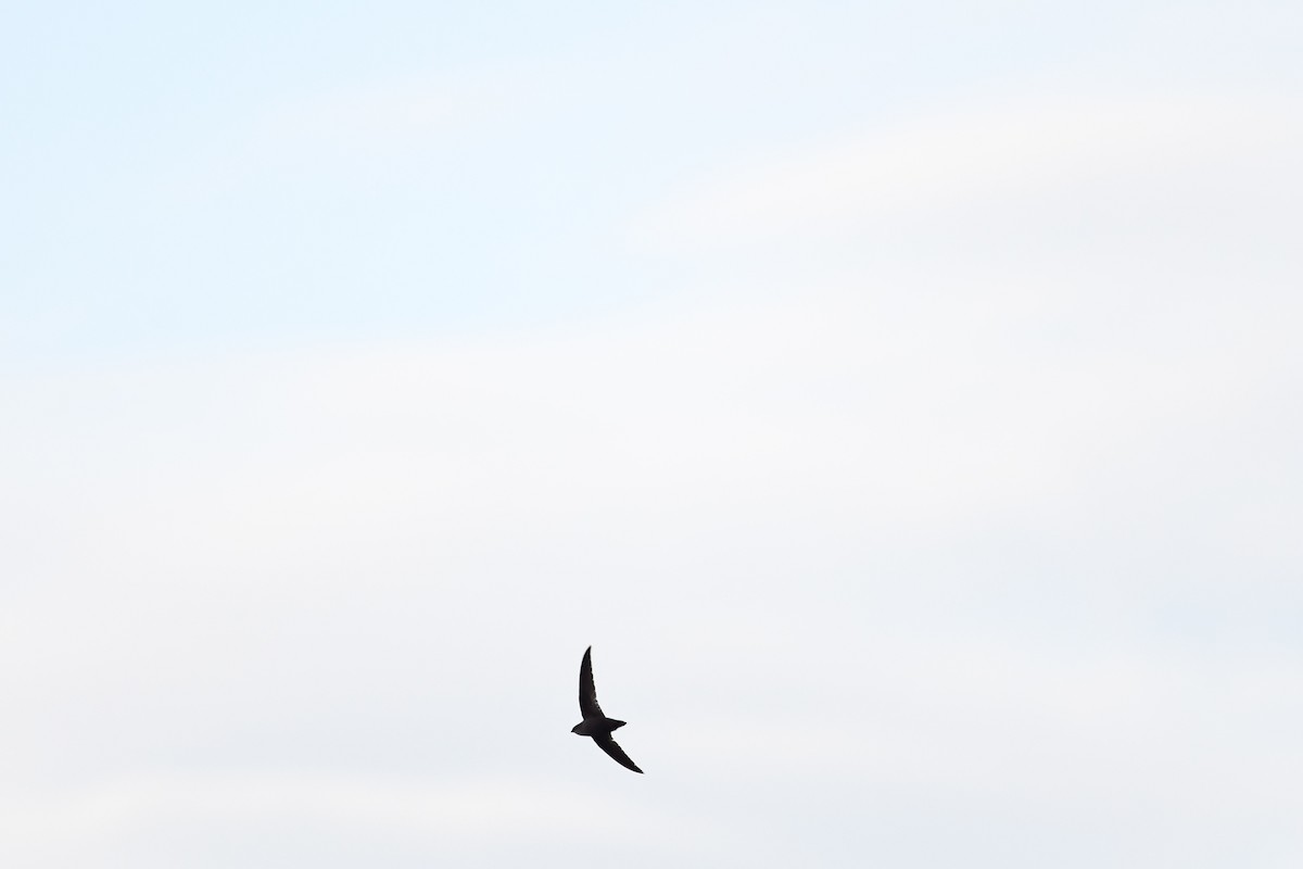 Chimney Swift - ML455881721