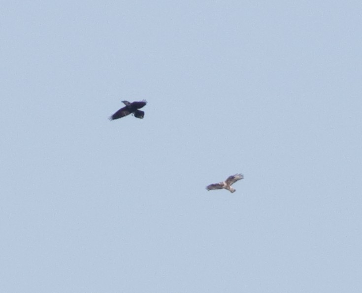 Rough-legged Hawk - ML45588241