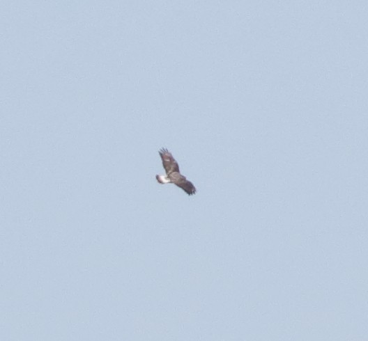 Rough-legged Hawk - ML45588251