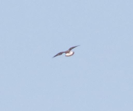 Rough-legged Hawk - ML45588261