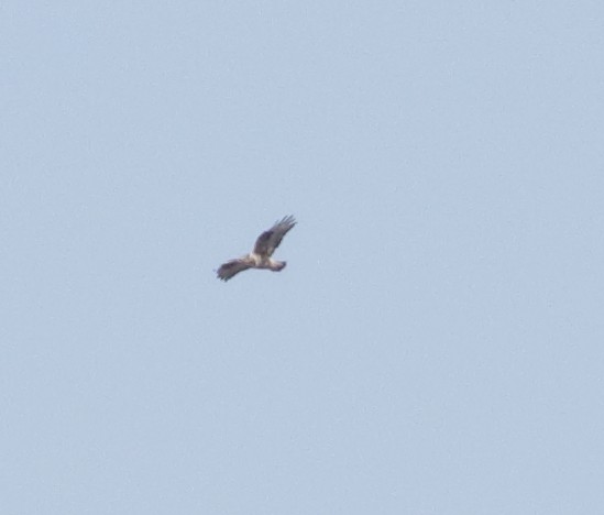 Rough-legged Hawk - ML45588281