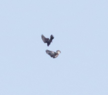 Rough-legged Hawk - ML45588291