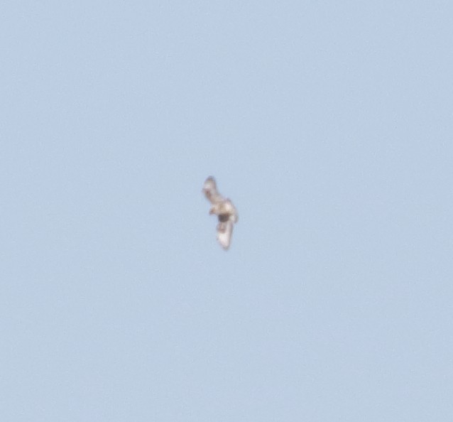 Rough-legged Hawk - Christine Howe