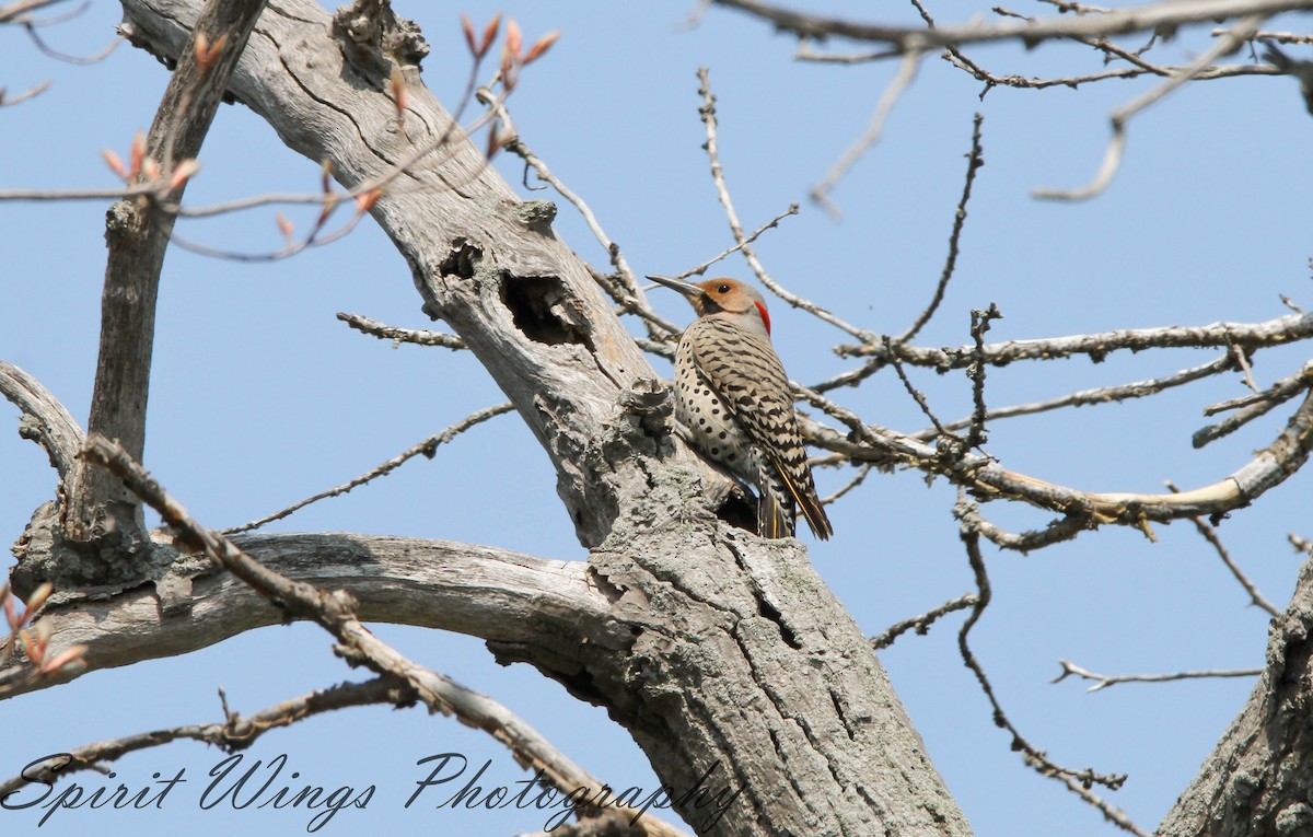 Northern Flicker (Yellow-shafted) - ML455884741