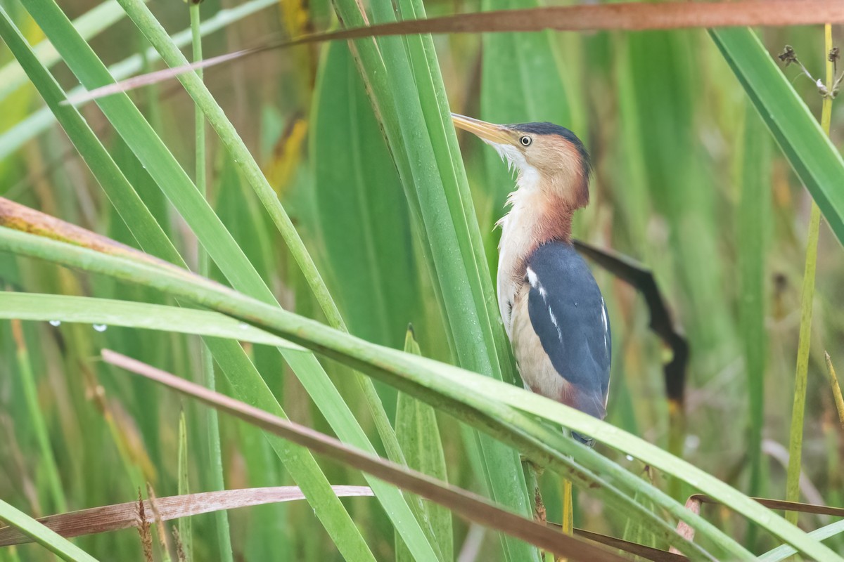 Least Bittern - ML455885431