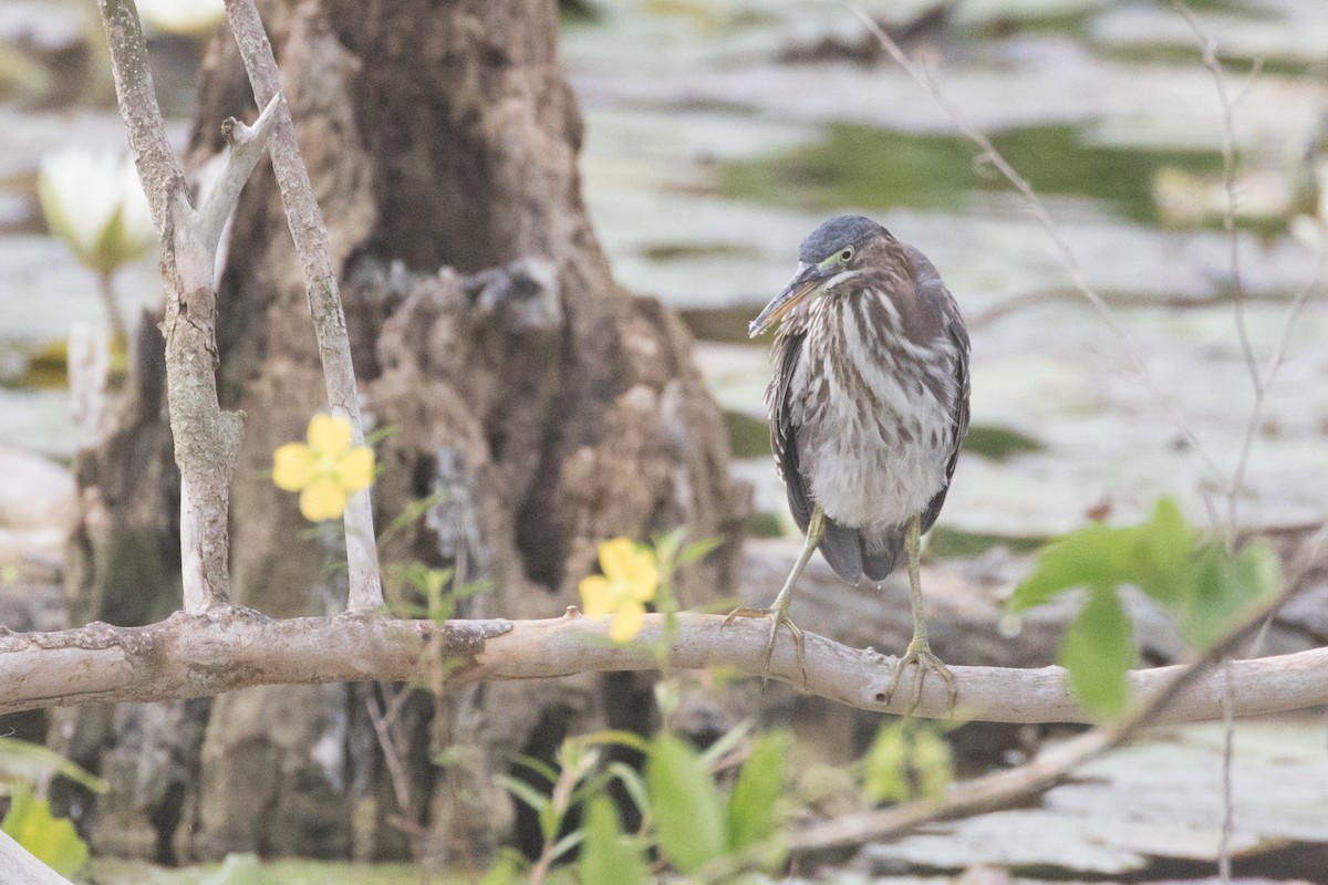 Green Heron - ML455886461