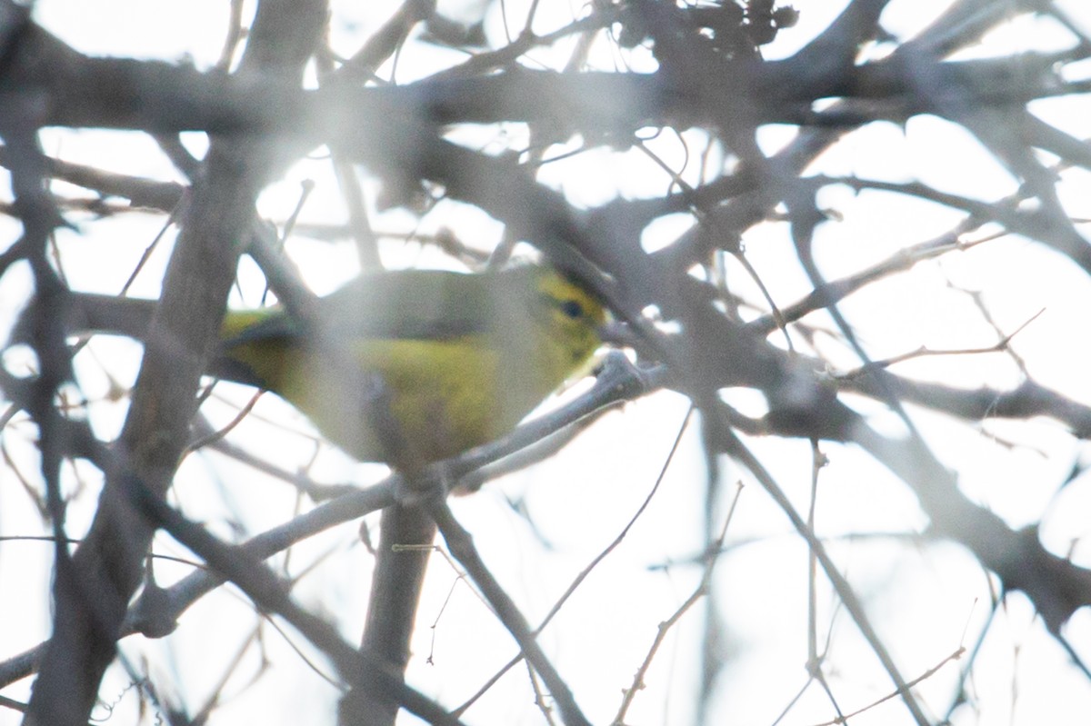 Golden Vireo - Michael Warner