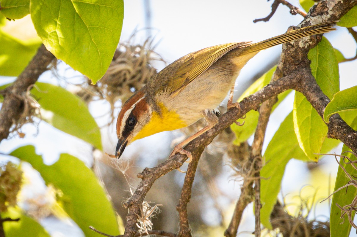 Rufous-capped Warbler - Michael Warner