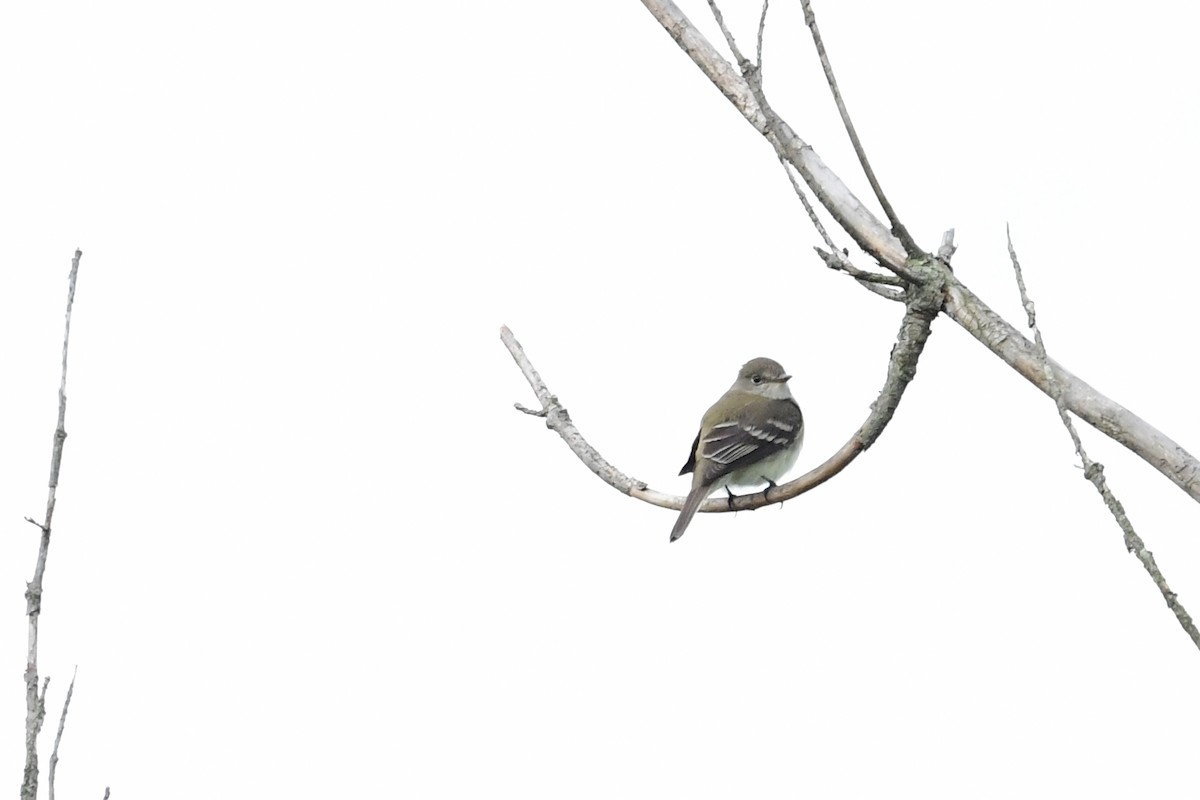 Alder Flycatcher - ML455886871