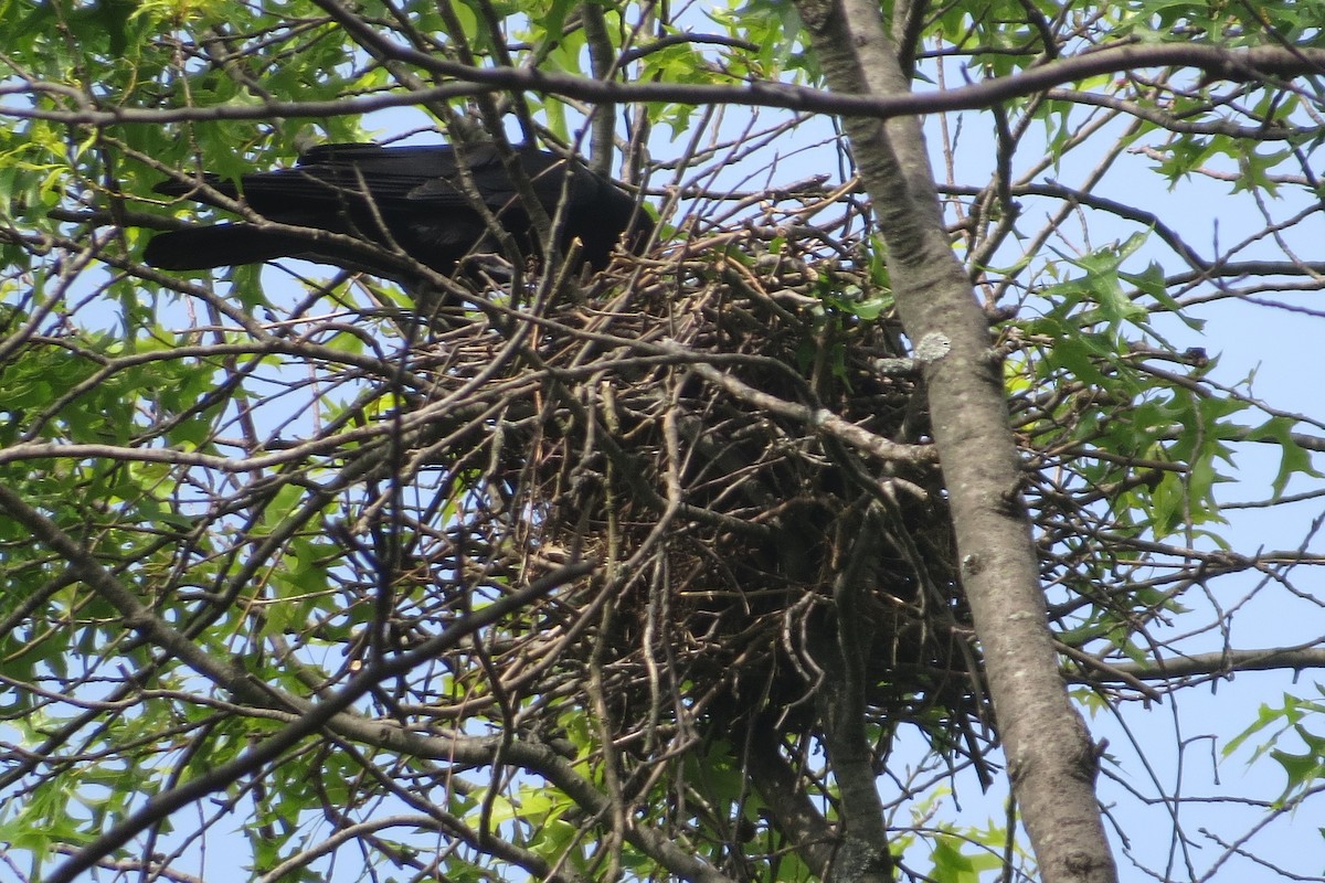 Fish Crow - ML455887281