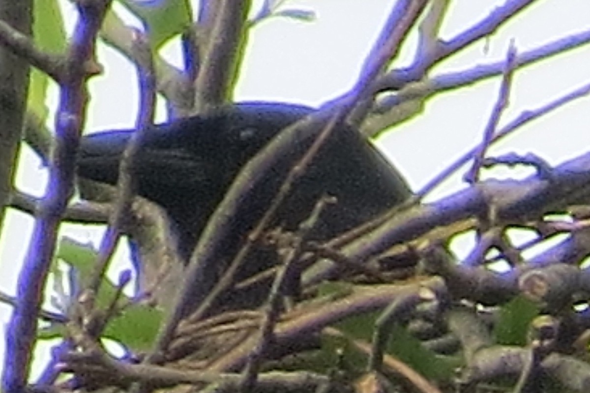 Fish Crow - ML455887321