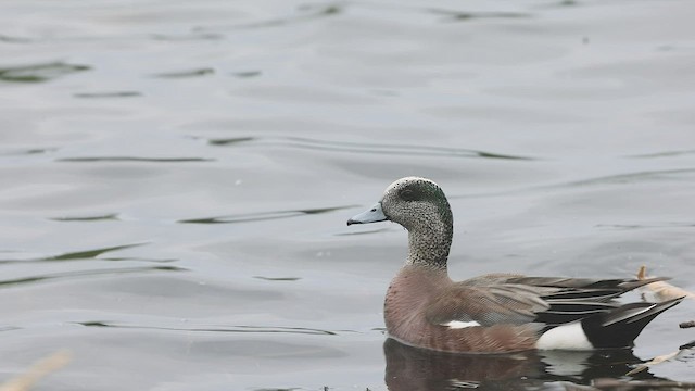 American Wigeon - ML455888021