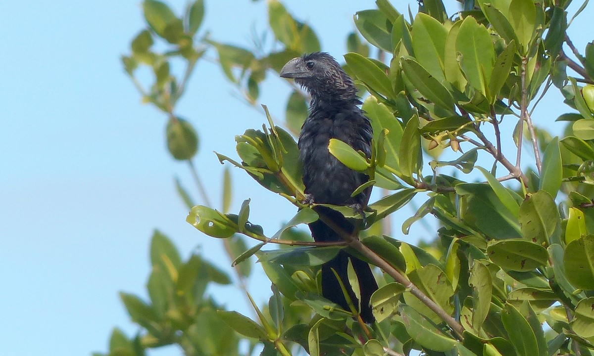 Smooth-billed Ani - ML45588851