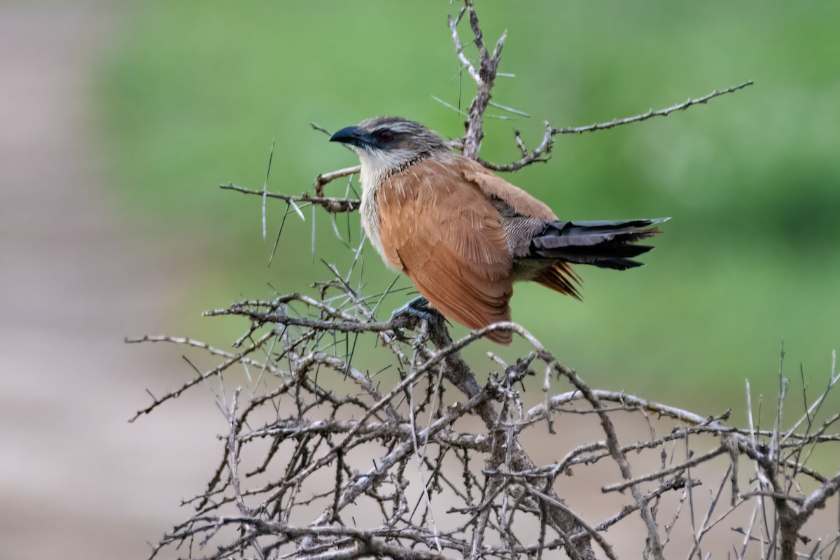 White-browed Coucal - Moishie Hersko