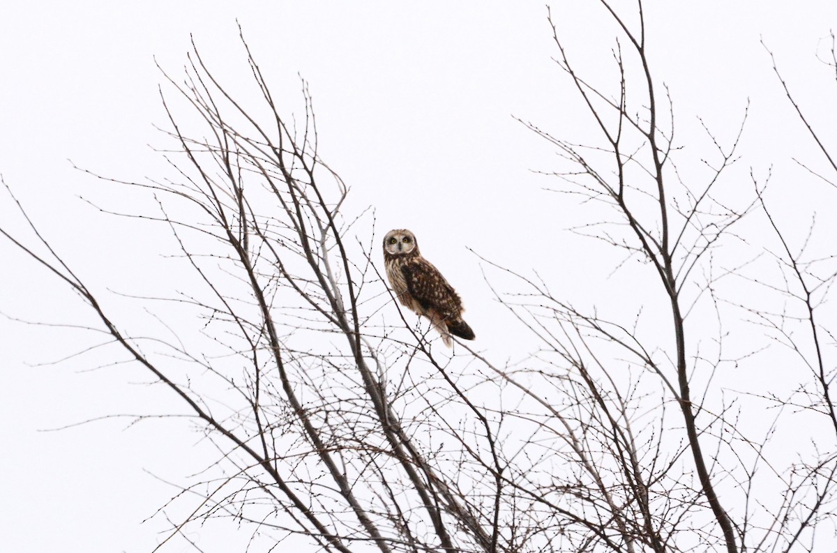 Short-eared Owl - ML45589111