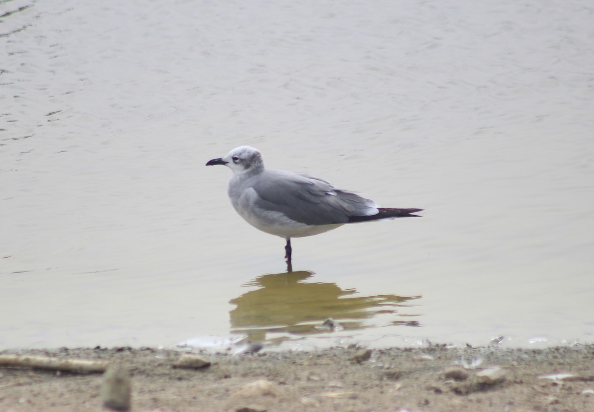 Gaviota Guanaguanare - ML455891351