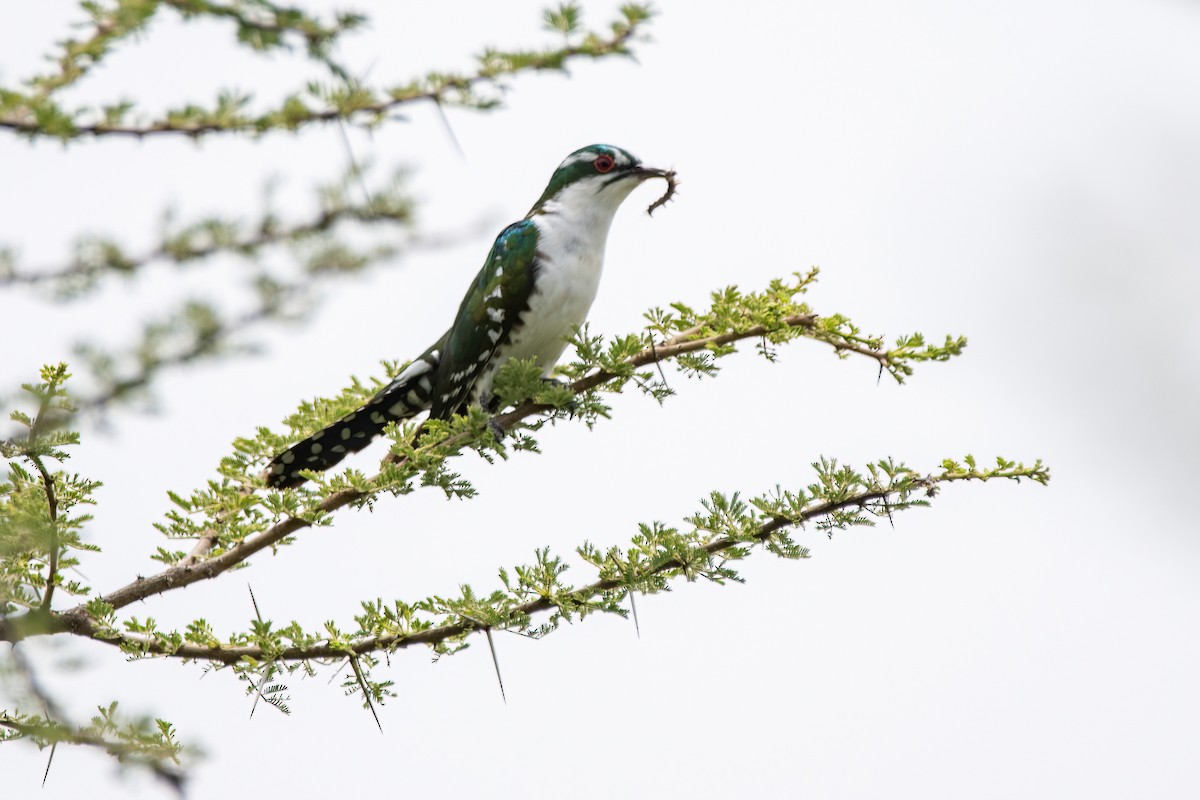 Dideric Cuckoo - Moishie Hersko