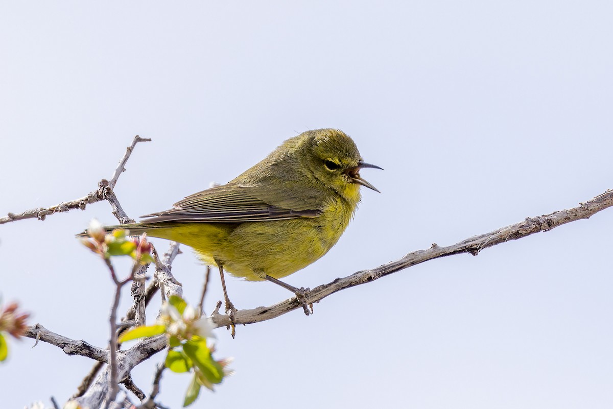 Orange-crowned Warbler - ML455891701