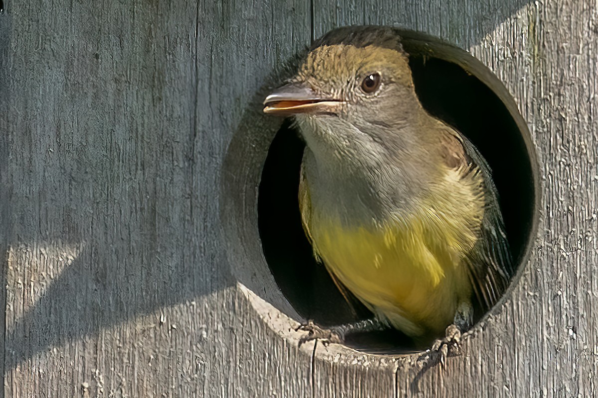 Great Crested Flycatcher - ML455892261