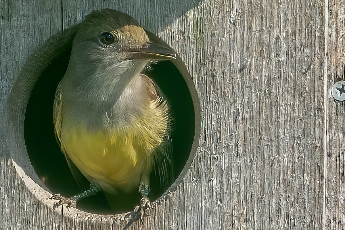 Great Crested Flycatcher - ML455892271