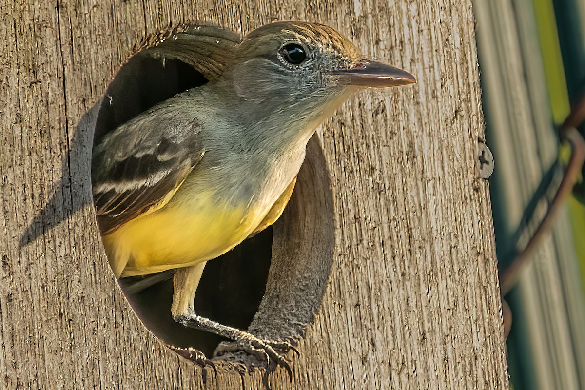 Great Crested Flycatcher - ML455892281