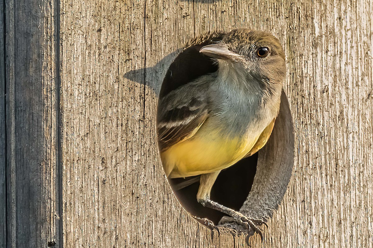 Great Crested Flycatcher - Bill Wood