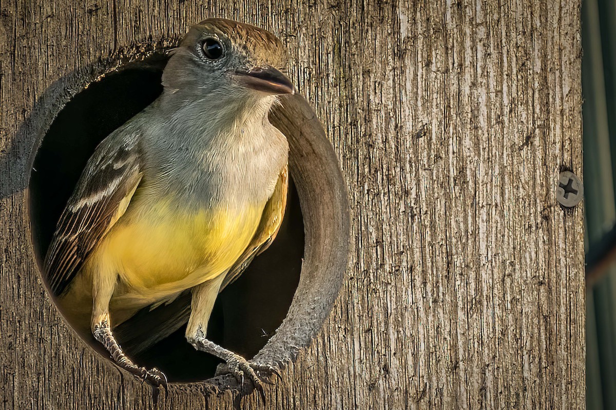 Great Crested Flycatcher - ML455892301