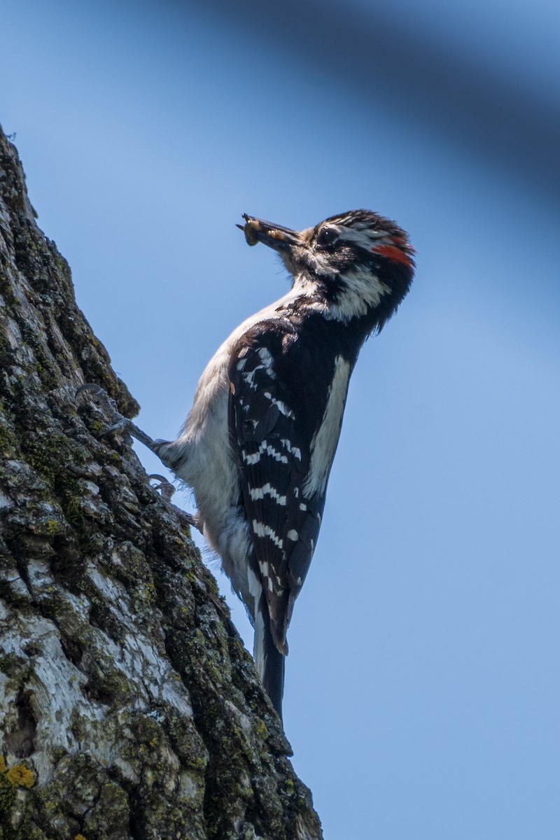 Hairy Woodpecker - Randy Runtsch