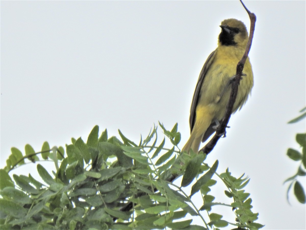 Orchard Oriole - ML455893501