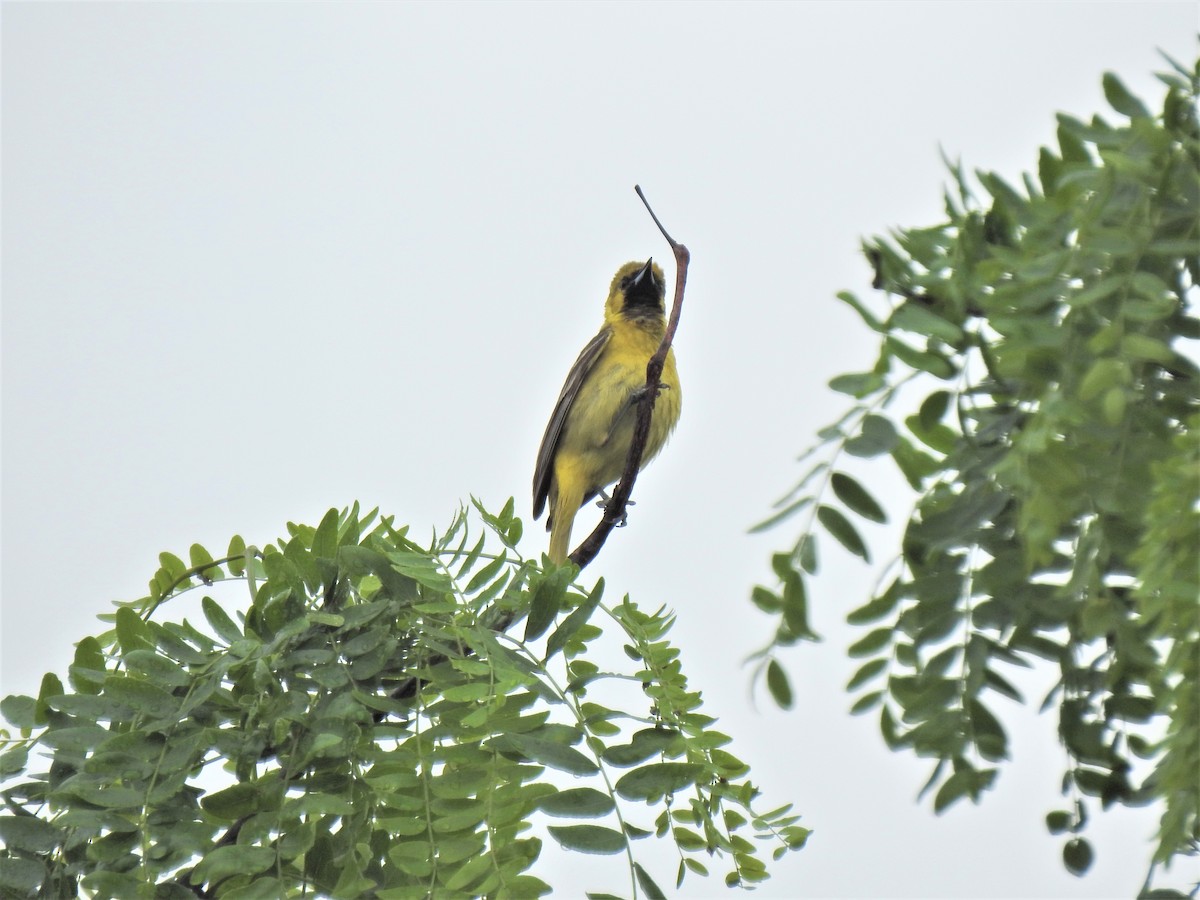 Orchard Oriole - ML455893541