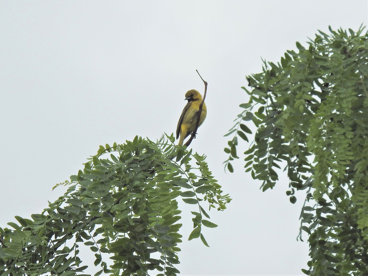 Orchard Oriole - ML455893551