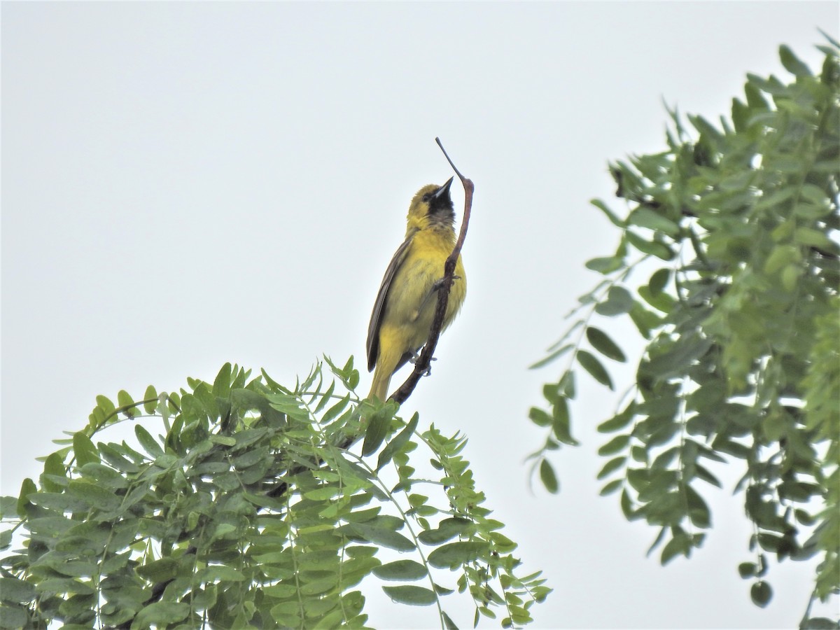 Orchard Oriole - ML455893601