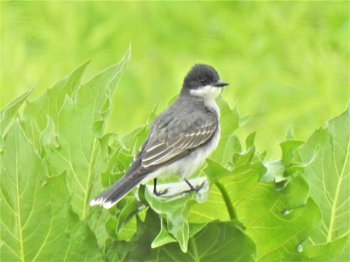 Eastern Kingbird - ML455894101