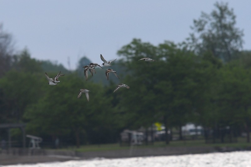 Ruddy Turnstone - ML455897371