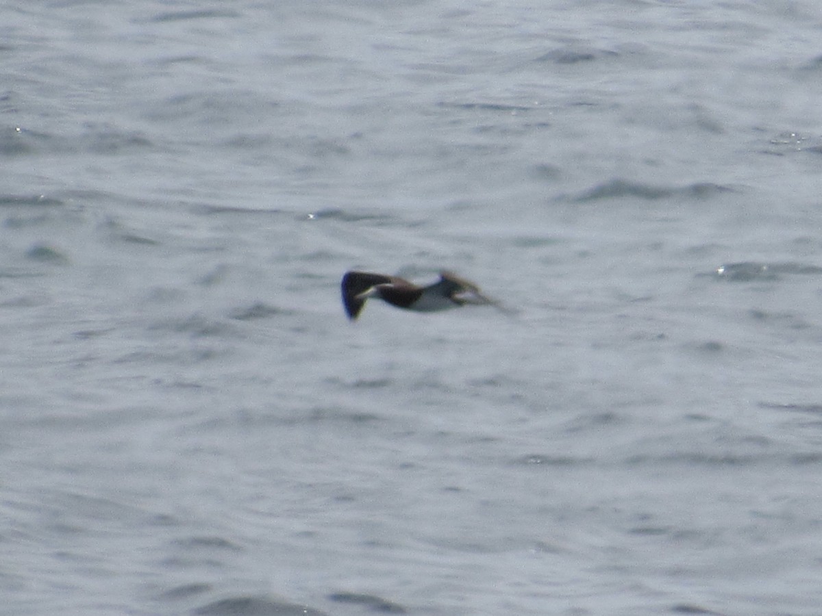 Brown Booby - ML455898821