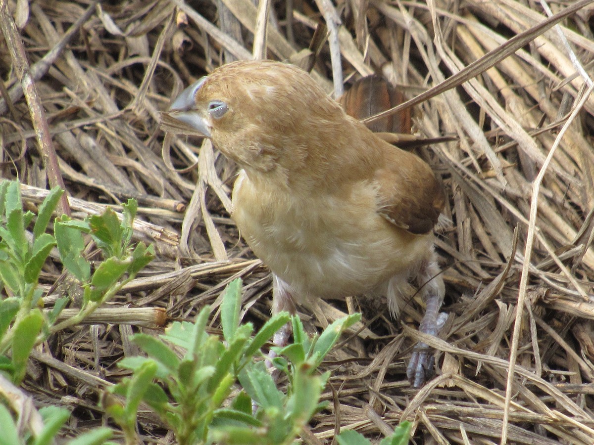 African Silverbill - ML455898981