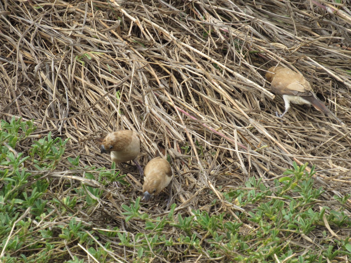 African Silverbill - ML455898991