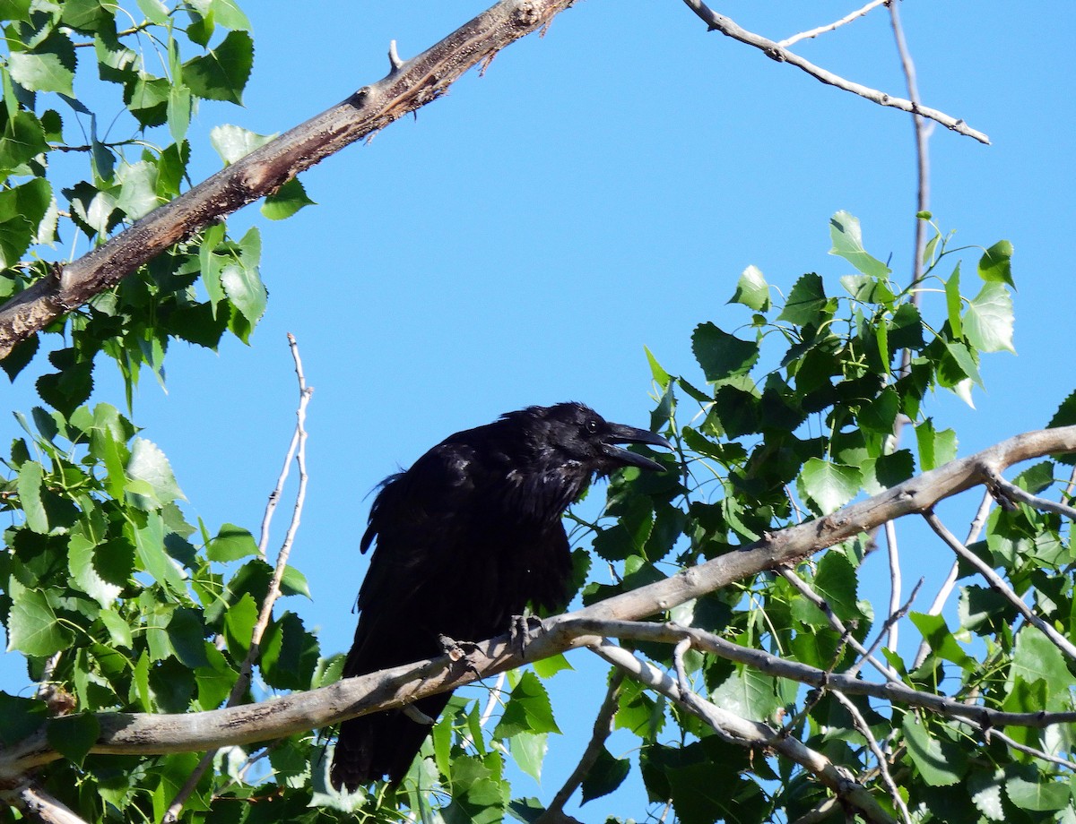 Common Raven - ML455899891