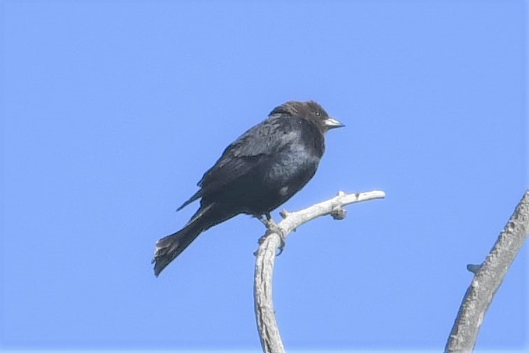 Brown-headed Cowbird - ML455901311