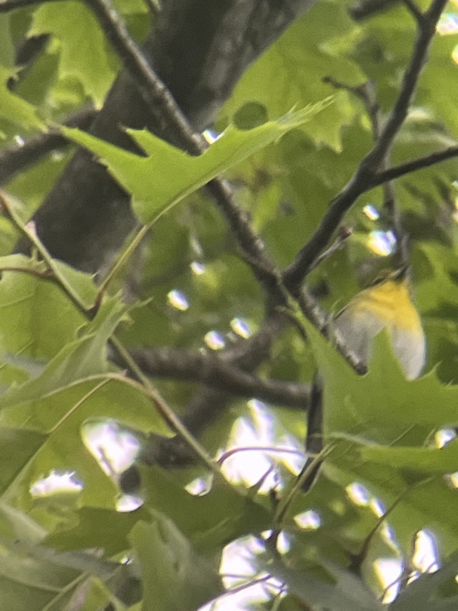 Yellow-throated Vireo - ML455901701