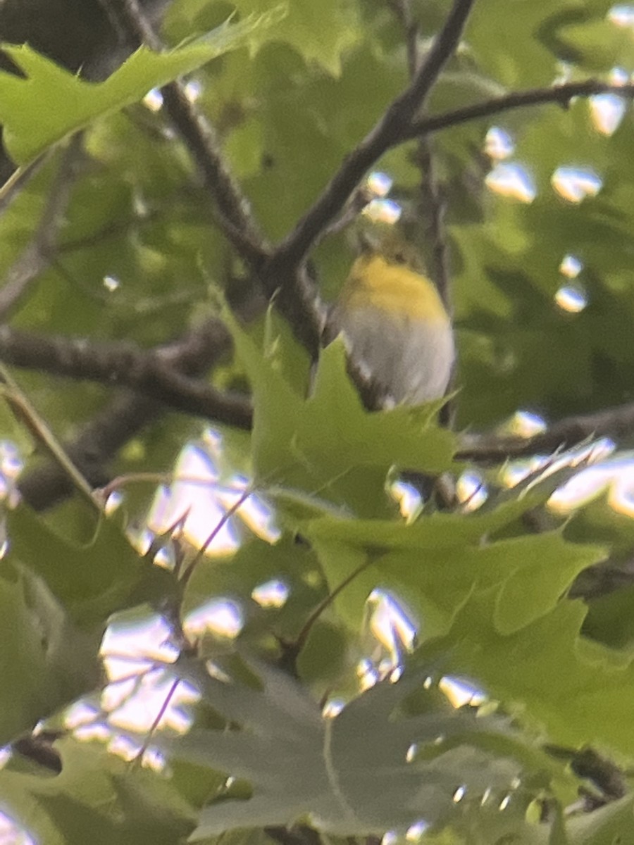 Vireo Gorjiamarillo - ML455901711