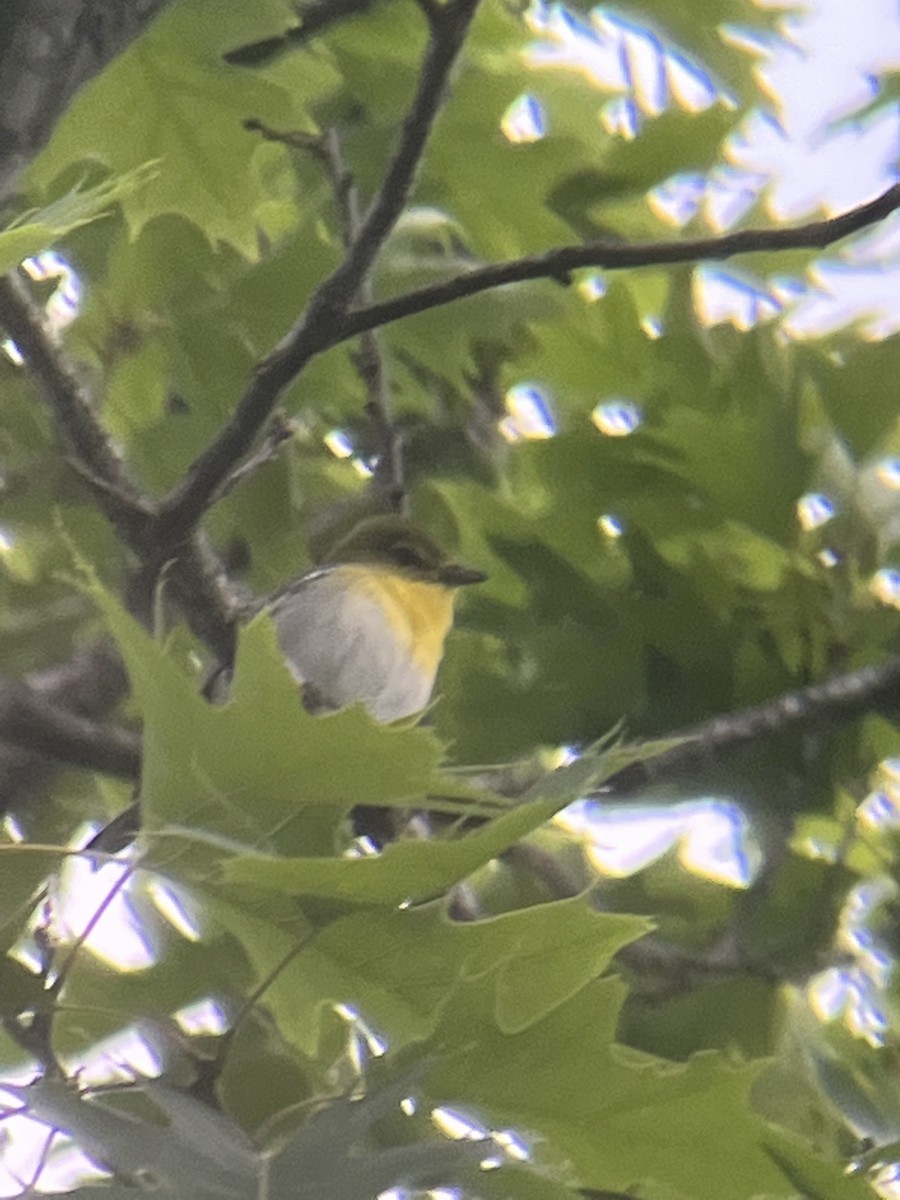 Vireo Gorjiamarillo - ML455901771