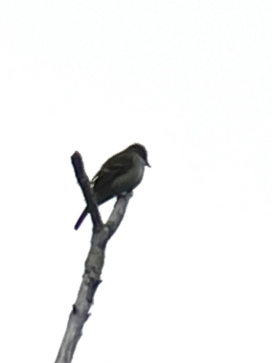 Willow Flycatcher - Gary Denton