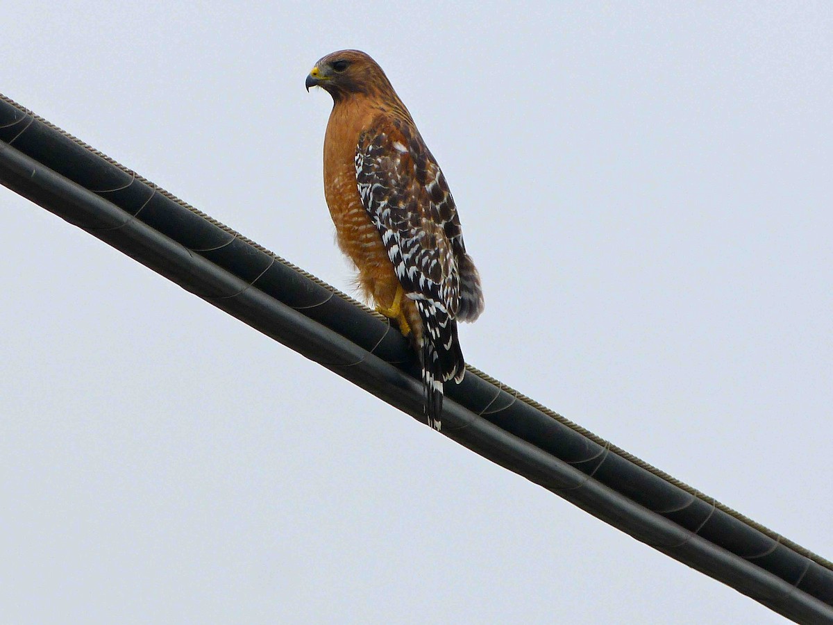 Red-shouldered Hawk - ML45590541