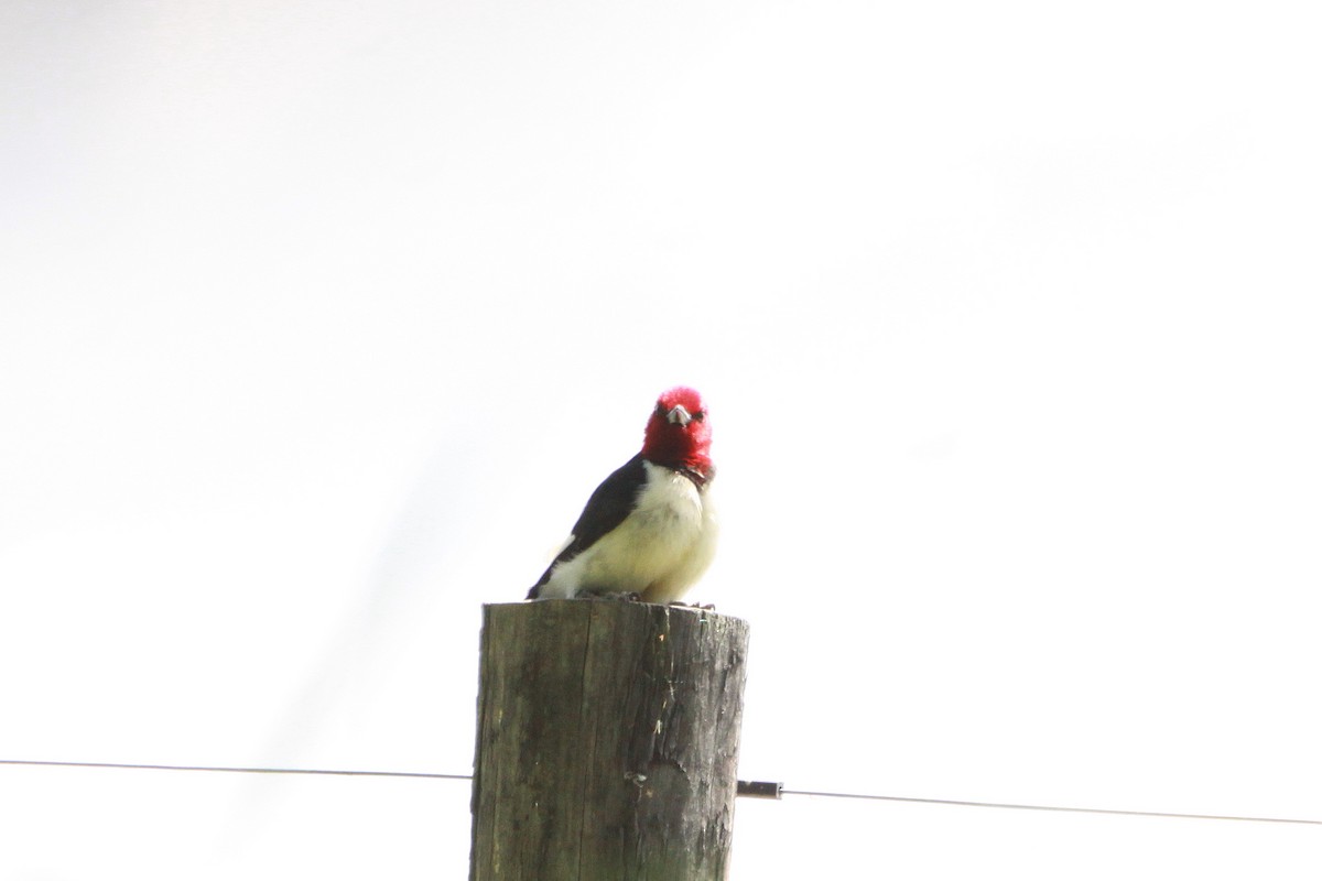 Red-headed Woodpecker - ML455906101