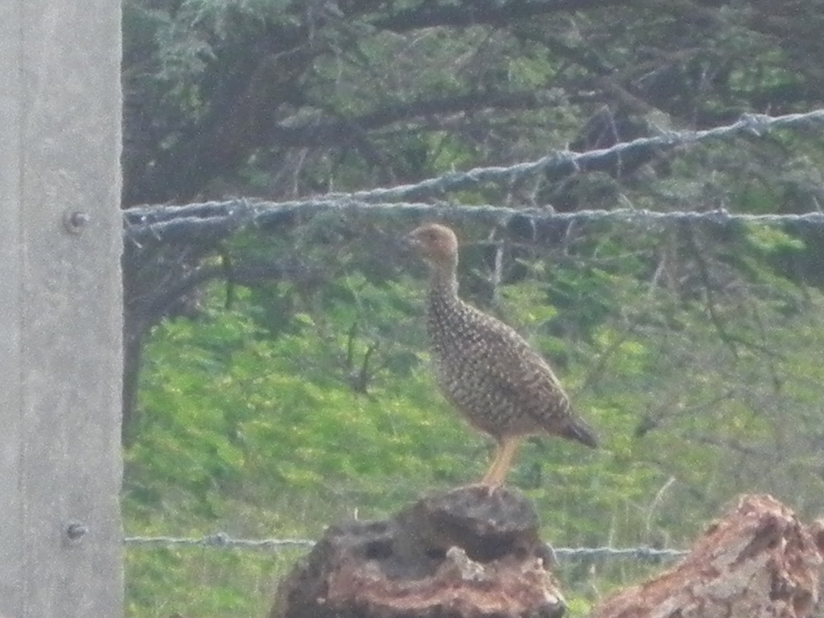 Painted Francolin - ML455906201