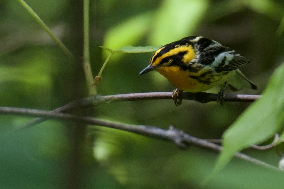 Blackburnian Warbler - ML455906591